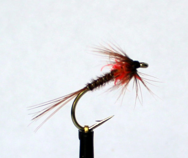 Cruncher Brown Orange